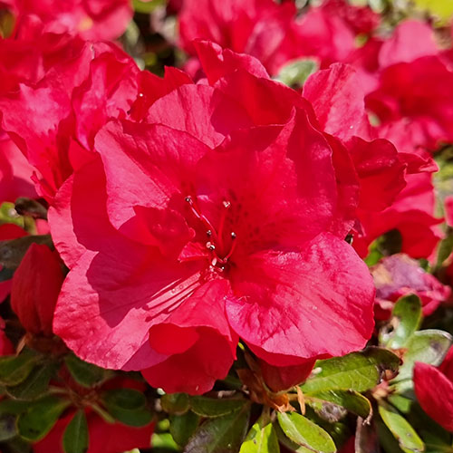 Azalea Encore Collection Azalea Encore Collection