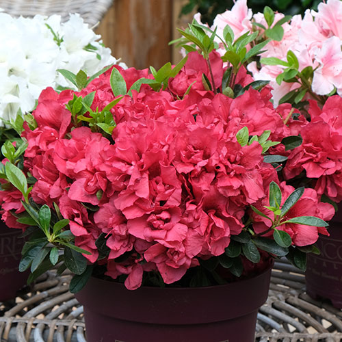 Azalea Encore Collection Azalea Encore Collection