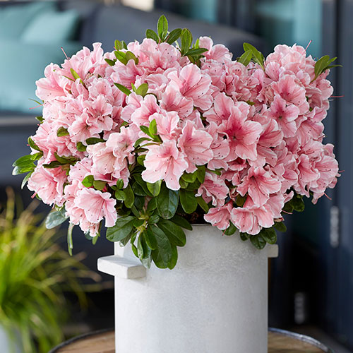 Azalea Encore Collection Azalea Encore Collection