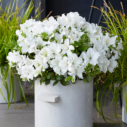 Azalea Encore Collection Azalea Encore Collection