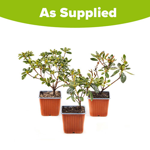 Azalea Encore Collection Azalea Encore Collection