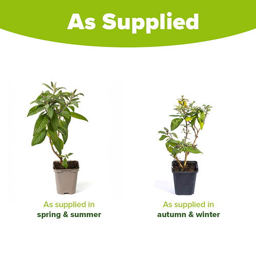 Buddleia davidii Butterfly Candy Little Ruby Buddleia davidii Butterfly Candy Little Ruby