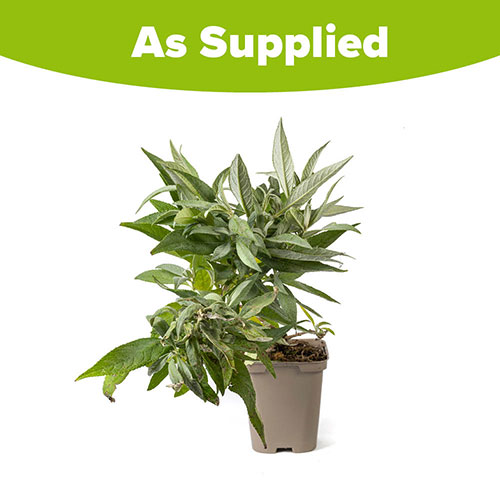 Buddleia davidii Butterfly Candy Little White Buddleia davidii Butterfly Candy Little White