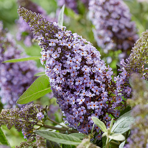 Buddleia davidii Butterfly Candy Lila Sweetheart Buddleia davidii Butterfly Candy Lila Sweetheart