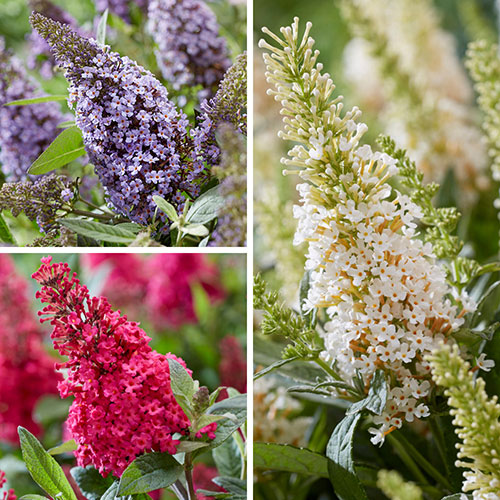 Buddleia davidii Butterfly Candy Collection Buddleia davidii Butterfly Candy Collection