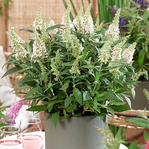 Buddleia davidii Butterfly Candy Collection Buddleia davidii Butterfly Candy Collection