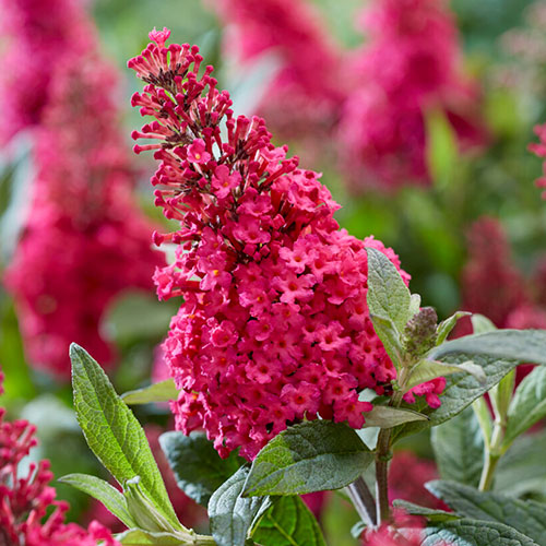 Buddleia davidii Butterfly Candy Collection Buddleia davidii Butterfly Candy Collection