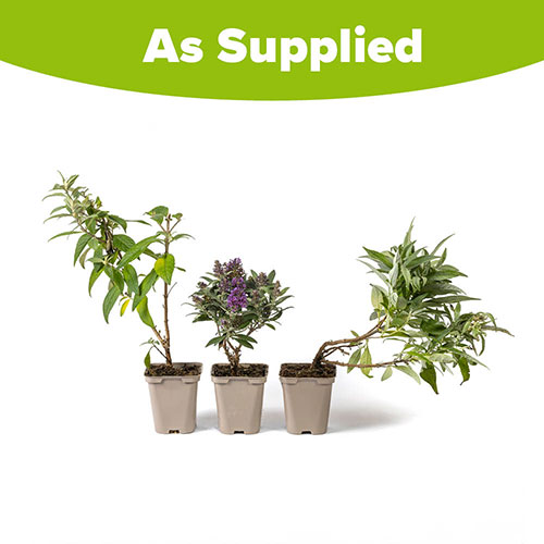 Buddleia davidii Butterfly Candy Collection Buddleia davidii Butterfly Candy Collection