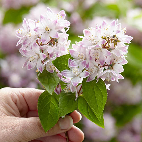 Deutzia Raspberry Sundae Deutzia Raspberry Sundae