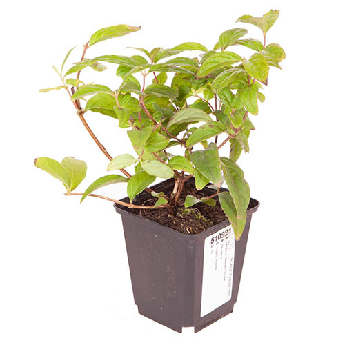 Deutzia Raspberry Sundae Deutzia Raspberry Sundae