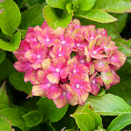 Hydrangea Glam Rock Hydrangea Glam Rock