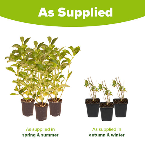 Hydrangea Glam Rock Hydrangea Glam Rock