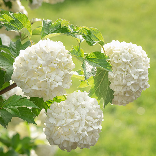 Viburnum opulus Roseum Snowball Tree Viburnum opulus Roseum Snowball Tree