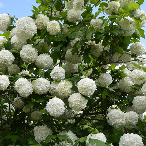 Viburnum opulus Roseum Snowball Tree Viburnum opulus Roseum Snowball Tree