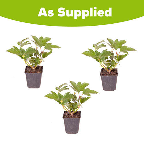 Viburnum opulus Roseum Snowball Tree Viburnum opulus Roseum Snowball Tree