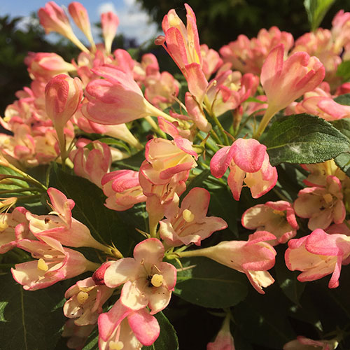 Weigela All Summer Peach