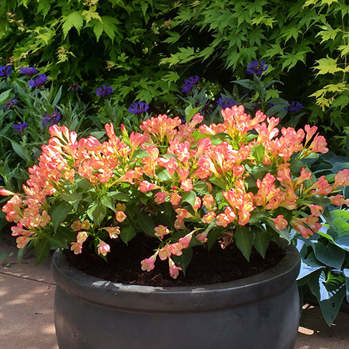 Weigela All Summer Peach Weigela All Summer Peach