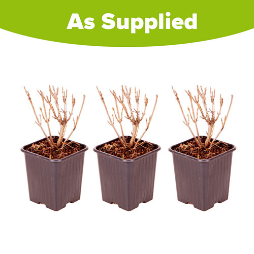 Weigela All Summer Peach Weigela All Summer Peach