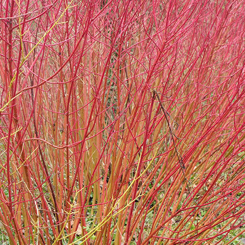 Cornus sanguinea Midwinter Fire 9cm x 3 Cornus sanguinea Midwinter Fire 9cm x 3