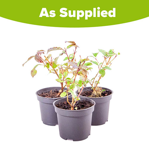 Cornus sanguinea Midwinter Fire 9cm x 3 Cornus sanguinea Midwinter Fire 9cm x 3