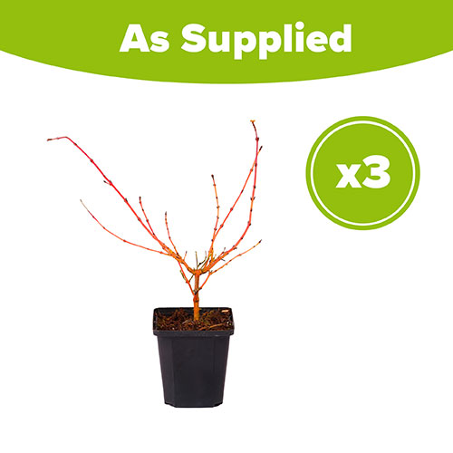 Cornus sanguinea Midwinter Fire 9cm x 3 Cornus sanguinea Midwinter Fire 9cm x 3