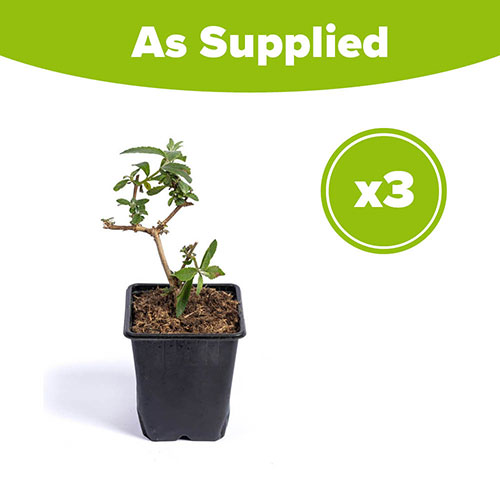 Buddleia Sungold 9cm pot x3 Buddleia Sungold 9cm pot x3