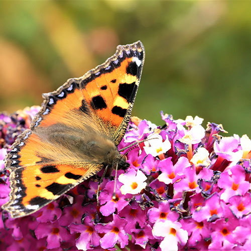 Buddleia Berries and Cream Buddleia Berries and Cream