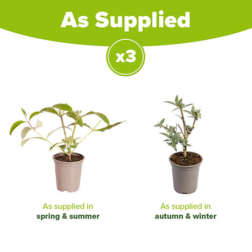 Buddleia Berries and Cream Buddleia Berries and Cream