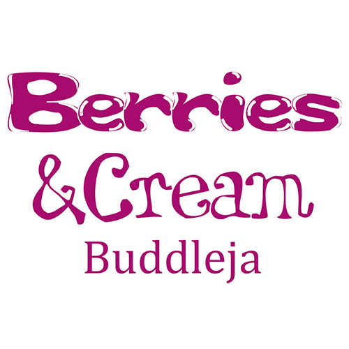 Buddleia Berries and Cream Buddleia Berries and Cream