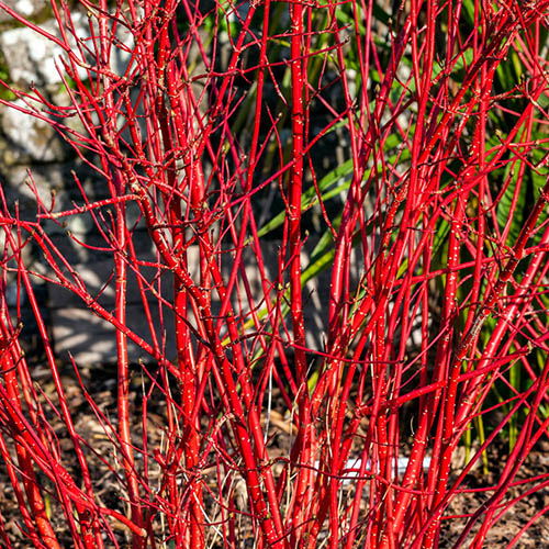 Cornus Midwinter Fire Cornus Midwinter Fire