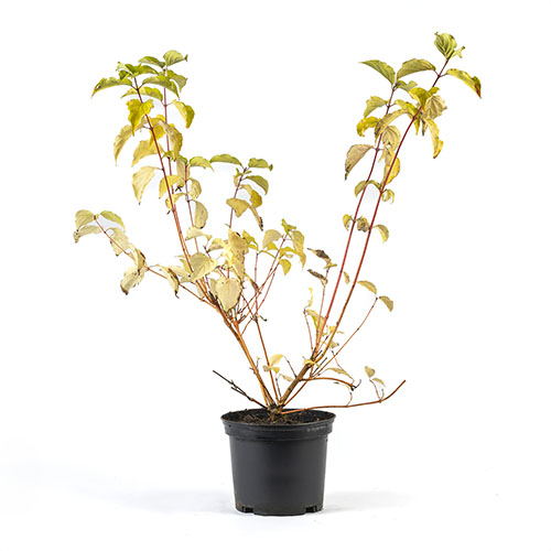 Cornus Midwinter Fire Cornus Midwinter Fire