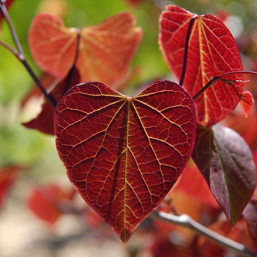 Cercis canandensis Forest Pansy Cercis canandensis Forest Pansy