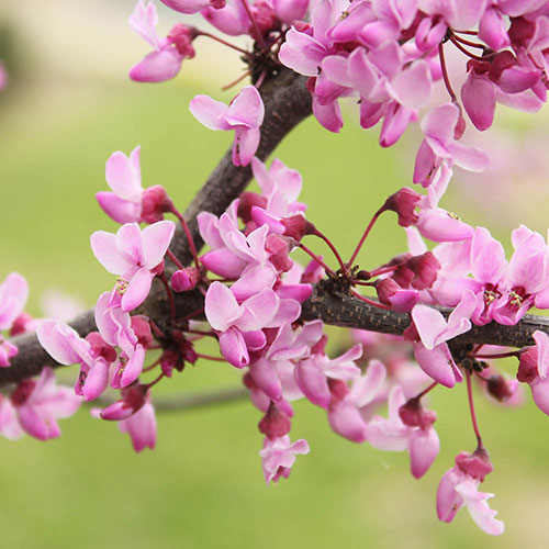 Cercis canandensis Forest Pansy Cercis canandensis Forest Pansy