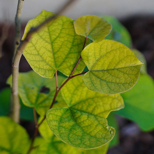 Cercis canandensis Forest Pansy Cercis canandensis Forest Pansy