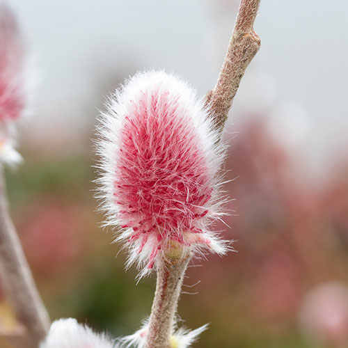 Japanese Pink Pussy Willow Japanese Pink Pussy Willow