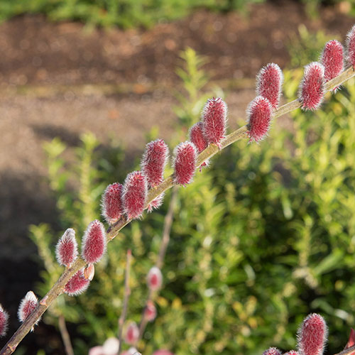 Japanese Pink Pussy Willow Japanese Pink Pussy Willow