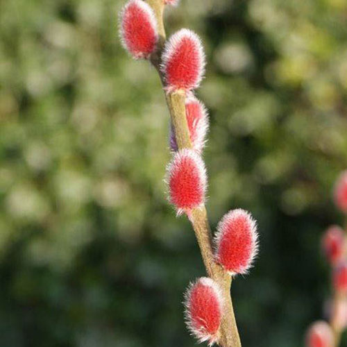 Japanese Pink Pussy Willow Japanese Pink Pussy Willow