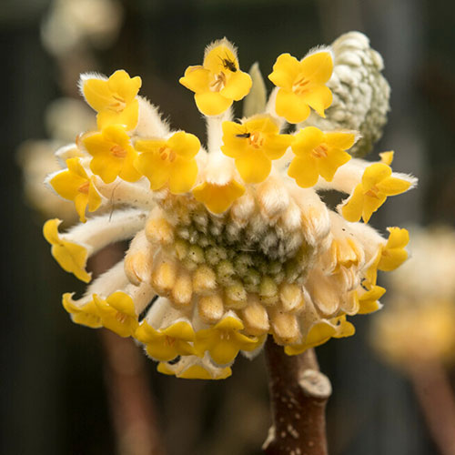 Edgeworthia chrysantha Grandiflora Paper Bush 3L Edgeworthia chrysantha Grandiflora Paper Bush 3L
