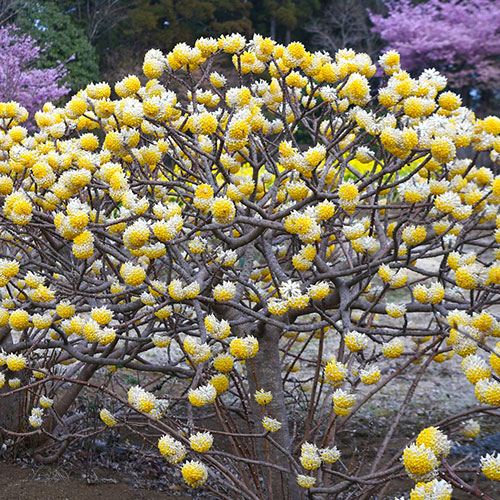 Edgeworthia chrysantha Grandiflora Paper Bush 3L Edgeworthia chrysantha Grandiflora Paper Bush 3L