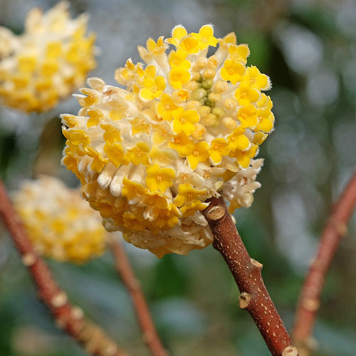 Edgeworthia chrysantha Grandiflora Paper Bush 3L Edgeworthia chrysantha Grandiflora Paper Bush 3L