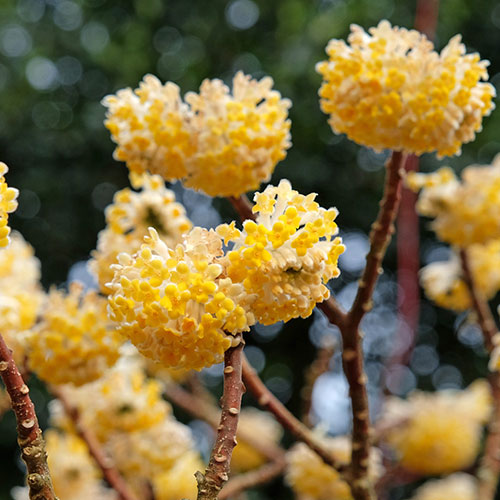 Edgeworthia chrysantha Grandiflora Paper Bush 3L Edgeworthia chrysantha Grandiflora Paper Bush 3L
