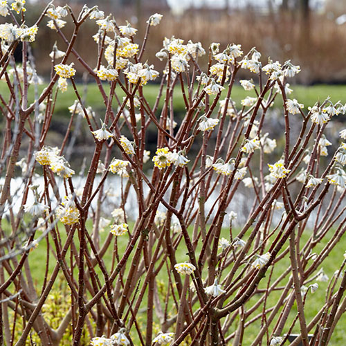 Edgeworthia chrysantha Grandiflora Paper Bush 3L Edgeworthia chrysantha Grandiflora Paper Bush 3L