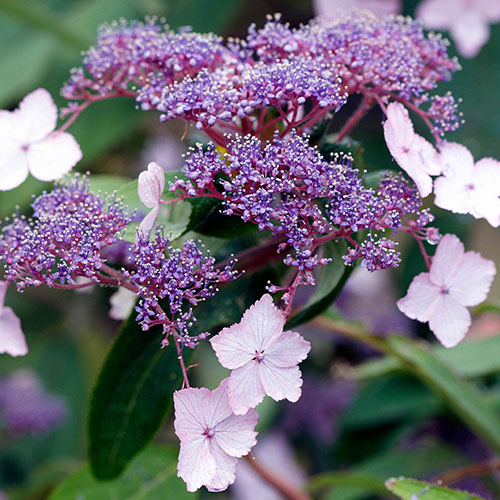 Hydrangea Velvet and Lace Hydrangea Velvet and Lace