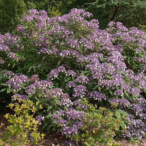 Hydrangea Velvet and Lace Hydrangea Velvet and Lace