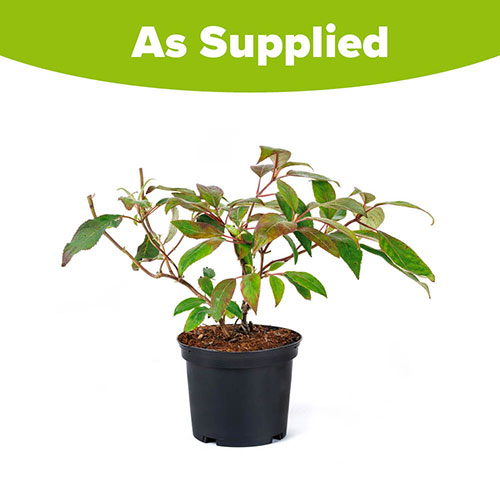 Hydrangea Velvet and Lace Hydrangea Velvet and Lace