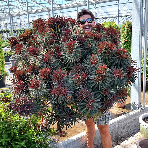 Euphorbia Miners Merlot