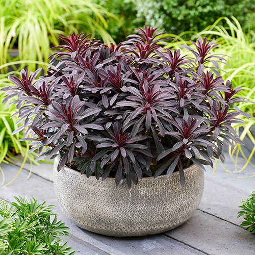 Euphorbia Miners Merlot Euphorbia Miners Merlot