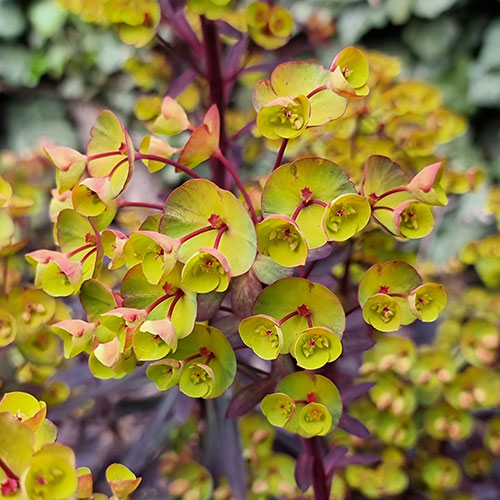 Euphorbia Miners Merlot Euphorbia Miners Merlot