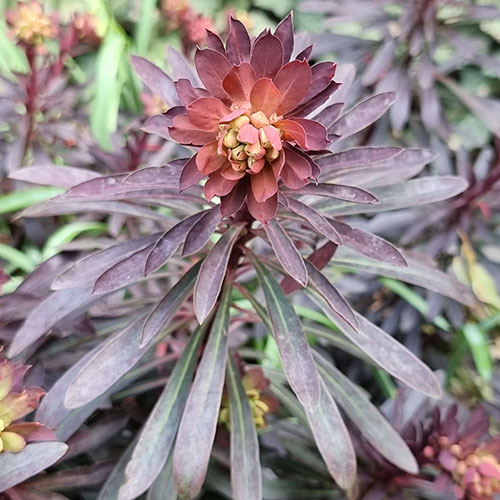 Euphorbia Miners Merlot Euphorbia Miners Merlot
