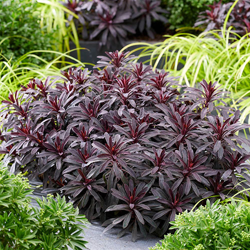 Euphorbia Miners Merlot Euphorbia Miners Merlot